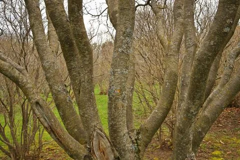 A Multi Stem Tree with Many Trunks Background Texture Stock Photos