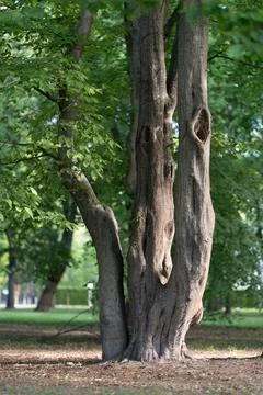 Multi stem tree trunk with rough bark hollows grows in summer public park Stock Photos
