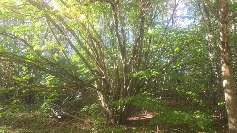 Multi-stemmed deciduous tree expanding branches upward in a sunlit forest canopy Stock Footage 347253792