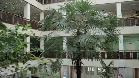 Multi-storey interior of the premises with a large number of plants and flowers 動画素材 317807253