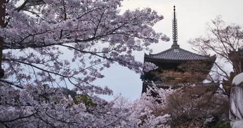 Multi-Tiered Pagoda Framed by Cherry Blossom Branches Overcast Sky Vídeos de archivo 344698177