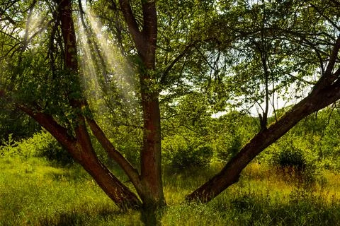 Multi-trunk tree in the park with rays of the sun break through in spring or  Stock Photos