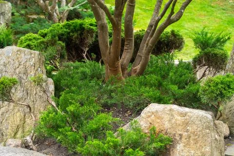 Multi trunk tree rises from trimmed shrubs beside boulders Stock Photos