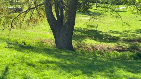 Multi-Trunk Tree with Textured Bark in Sunlit Park Setting Stock Footage 346495326