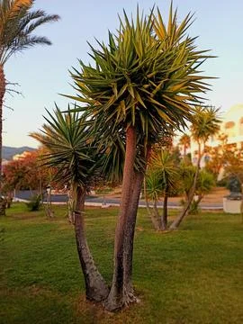Multi-trunk yucca in sunset garden Fotos de archivo