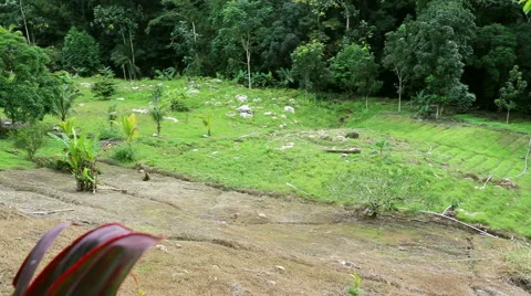 Multi vegetated field left to right pan 스톡 동영상 53046485