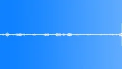 Multi-voiced bird singing in the early morning deciduous forestSound Effect