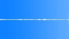 Multi-voiced bird singing in the old pine forest at dawn 1 Sound Effect