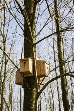 Multi wild bird nesting box development Stock Photos