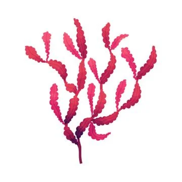 Multicellular Marine Algae Growing on Sea Bottom Vector Illustration Stock-Illustration