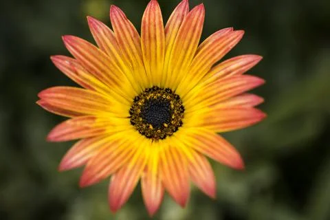 A multicolor African Daisy Stock Photos