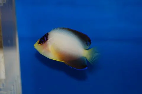 Multicolor Angelfish (Centropyge multicolor) Foto stock