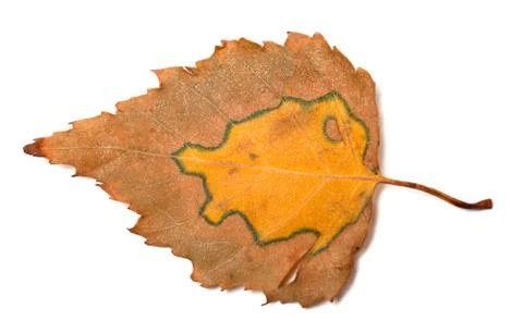Multicolor autumn birch leaf Stock Photos