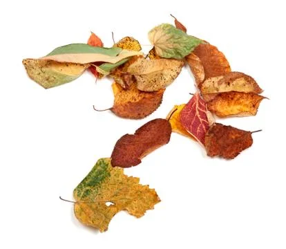 Multicolor autumn dry leafs Stock Photos