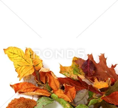 Multicolor autumn dry leafs Stock Photos