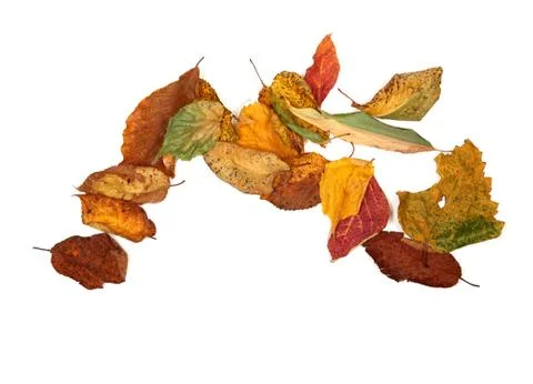 Multicolor autumn leafs Stock Photos