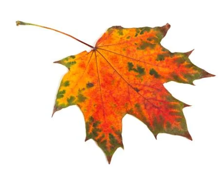 Multicolor autumn maple-leaf Stock Photos
