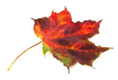 Multicolor autumn maple leaf on white background Stock Photos