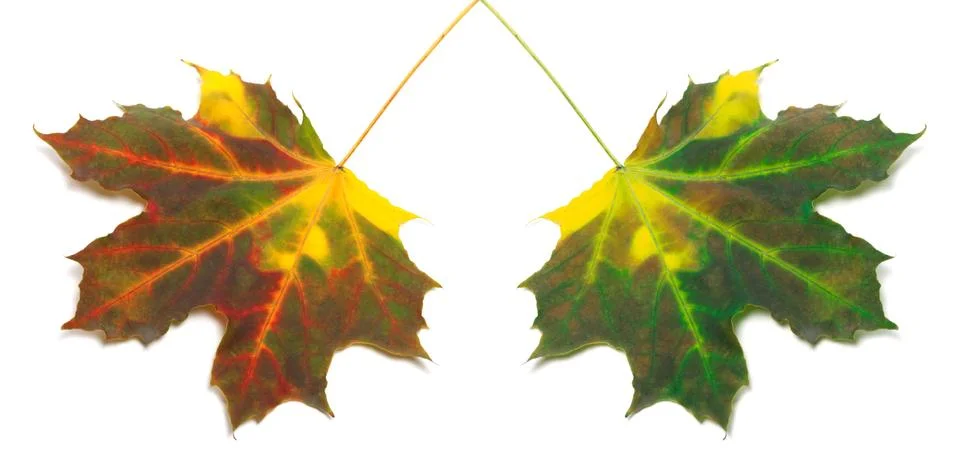 Multicolor autumn maple-leafs Stock Photos