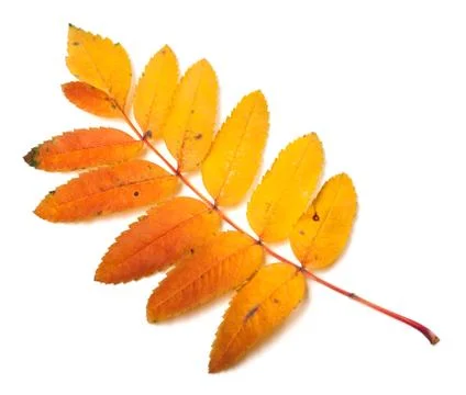 Multicolor autumn rowan leaf Stock Photos