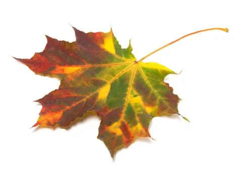 Multicolor autumnal maple-leaf Stock Photos