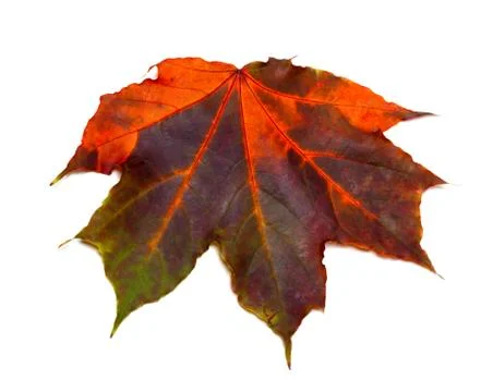Multicolor autumnal maple leaf Stock Photos