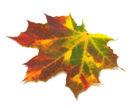 Multicolor autumnal maple-leaf Stock Photos