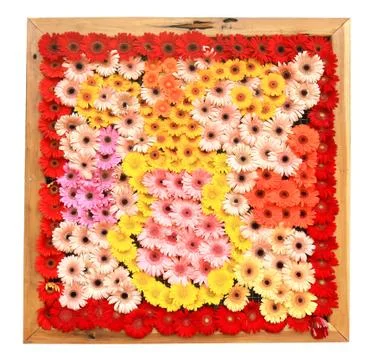 Multicolor background made of different flowers . Stock Photos