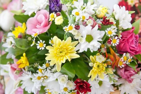 Multicolor background made of different flowers Stock Photos