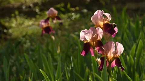 Multicolor beautiful irises moving in the wind in a garden, Italy. Stock Footage 89164033