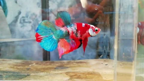 Multicolor betta fish Stock Footage 230558909