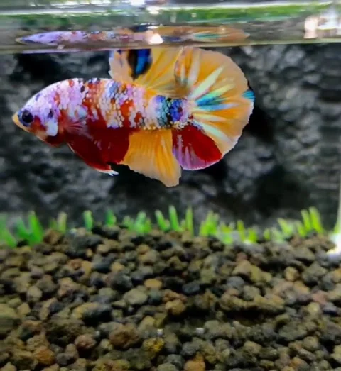 Multicolor betta fish Stock Footage 231226168