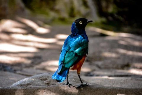 Multicolor bird Stock Photos