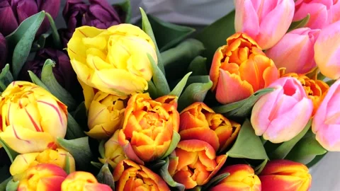 Multicolor bouquet or set of various fresh tulips Stock-Footage 150035720