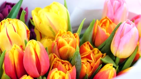 Multicolor bouquet or set of various fresh tulips Stock-Footage 150037452