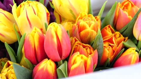 Multicolor bouquet or set of various fresh tulips Vidéo 150037882