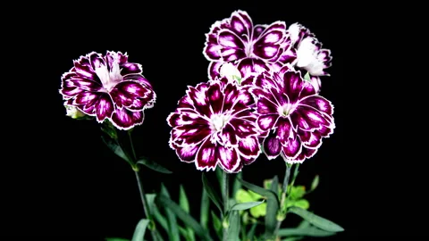 Multicolor Carnation Flowers Blooming in Time Lapse on a Black Background Stock Footage 212618145