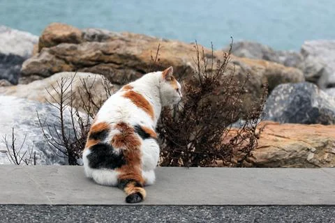 Multicolor cat seafont Stock Photos