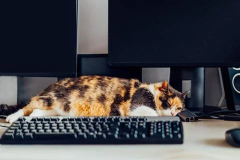 Multicolor cat sleeping on working desk at home-based office with IT equipment Stock Photos