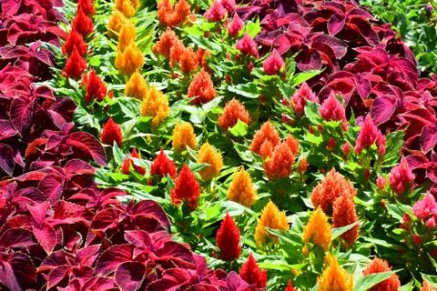 Multicolor designer flower bed Foto stock