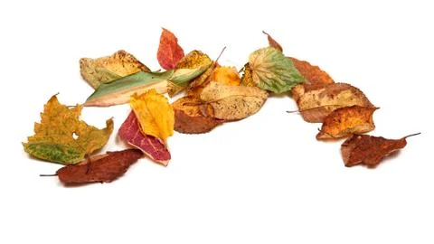 Multicolor dried autumn leafs Stock Photos