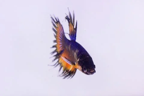 Multicolor fancy betta fish. The colorful betta fish is an expensive type bec Stock Photos