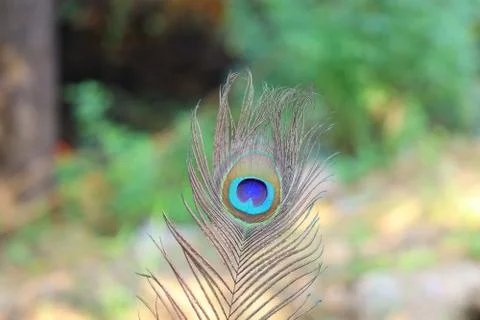 Multicolor feather of peacock Stock Photos