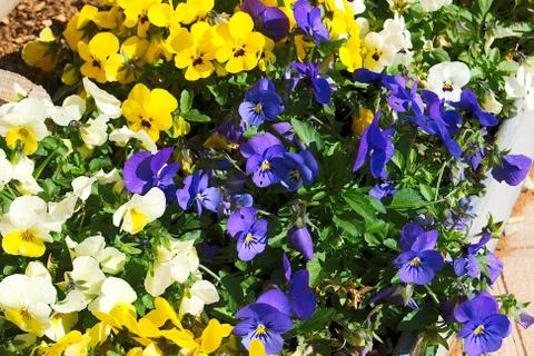 MULTICOLOR FLOWERS 1 Stock Photos