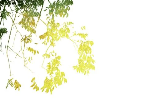 Multicolor foliage background.. Stock Photos