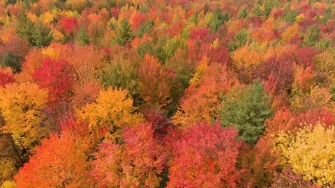 Multicolor forest in spectacular drone shot flying over it on windy day Video stock 119215500