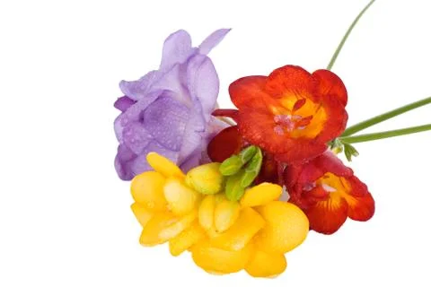 Multicolor freesies Stock Photos