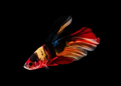 Multicolor half moon Betta splendens fish (Siamese fighting fish) on black ba Stock Photos