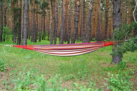 Multicolor hammock stretched with ropes between two pine trees on lawn in for Stock Photos
