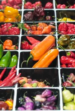 Multicolor hot Pepper Stock Photos